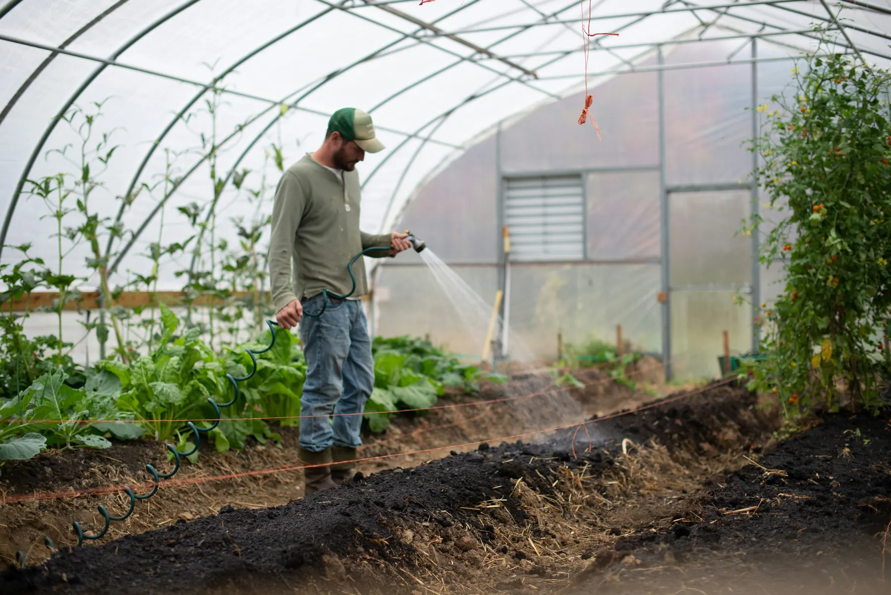 Worker tending crops in a greenhouse